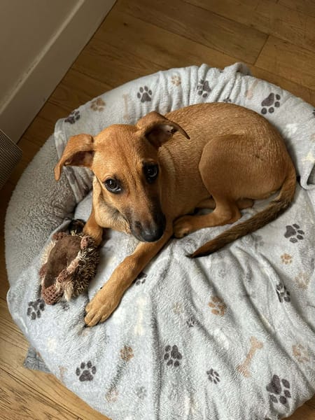 🐾 À L’ADOPTION – RUSH, le petit compagnon toujours partant ! 🐾