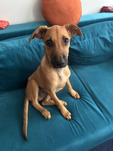 🐾 À L’ADOPTION – RUSH, le petit compagnon toujours partant ! 🐾