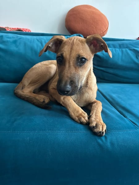 🐾 À L’ADOPTION – RUSH, le petit compagnon toujours partant ! 🐾