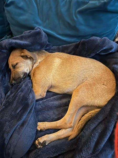 🐾 À L’ADOPTION – RUSH, le petit compagnon toujours partant ! 🐾