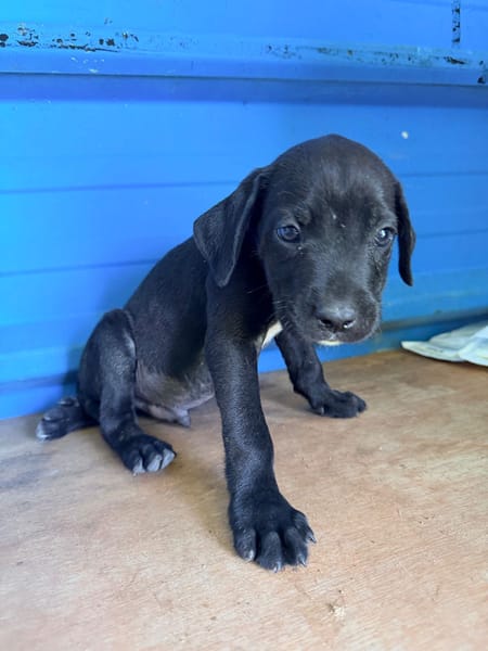 À L’ADOPTION, ZUKO CHIOT MÂLE NOIR ET BLANC CROISE CANE CORSO