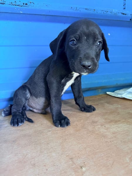 À L’ADOPTION, ZUKO CHIOT MÂLE NOIR ET BLANC CROISE CANE CORSO
