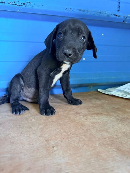 À L’ADOPTION, ZUKO CHIOT MÂLE NOIR ET BLANC CROISE CANE CORSO