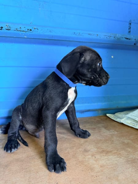 À L’ADOPTION, ZUKO CHIOT MÂLE NOIR ET BLANC CROISE CANE CORSO