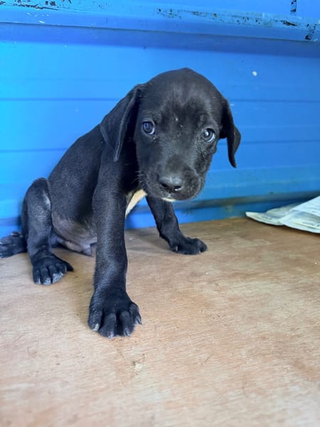 À L’ADOPTION, ZUKO CHIOT MÂLE NOIR ET BLANC CROISE CANE CORSO