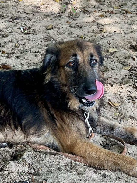 Bobby, un créole doux et timide