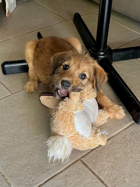 YOUPI, un bébé génial