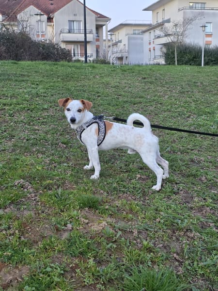 🐾 À L’ADOPTION – TIKO, petit rayon de soleil sur pattes 🐾