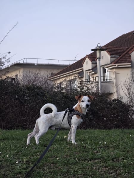 🐾 À L’ADOPTION – TIKO, petit rayon de soleil sur pattes 🐾