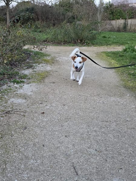 🐾 À L’ADOPTION – TIKO, petit rayon de soleil sur pattes 🐾