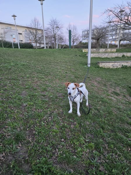🐾 À L’ADOPTION – TIKO, petit rayon de soleil sur pattes 🐾