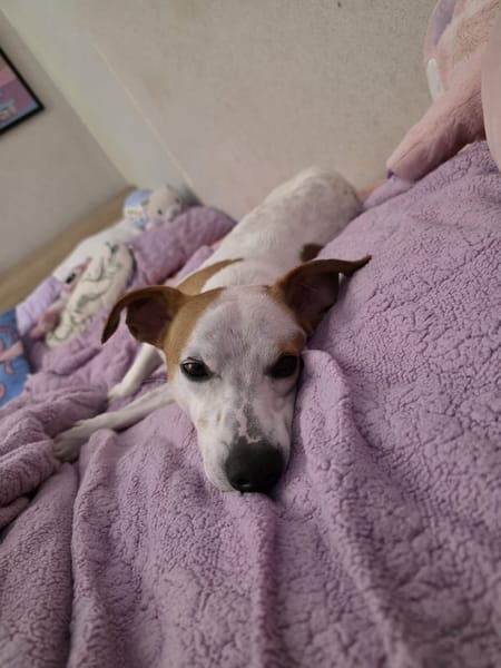 🐾 À L’ADOPTION – TIKO, petit rayon de soleil sur pattes 🐾