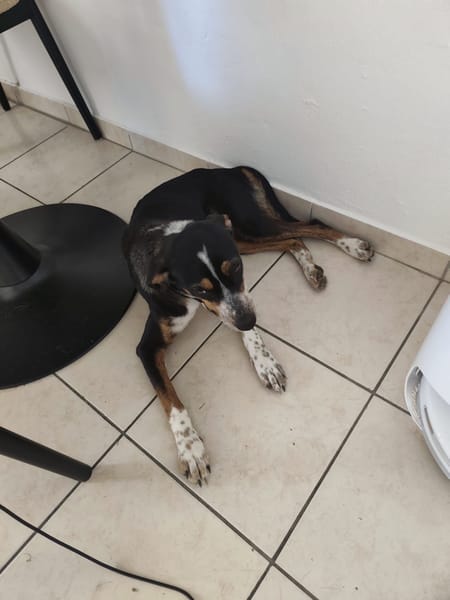 À L’ADOPTION, TINNIE adorable femelle BERGER CREOLE tricolore