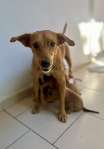 Zéri, femelle berger créole, née le 01/01/2024