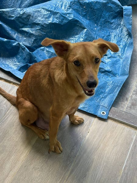 Zéri, femelle berger créole, née le 01/01/2024