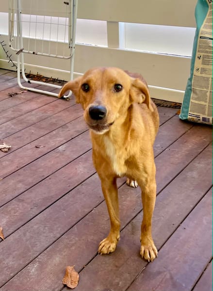 Zéri, femelle berger créole, née le 01/01/2024