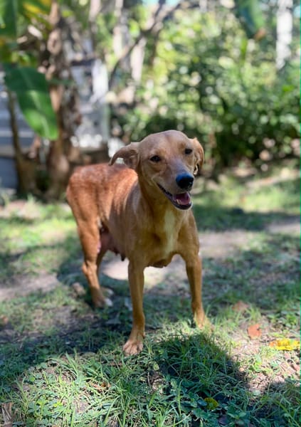 Zéri, femelle berger créole, née le 01/01/2024