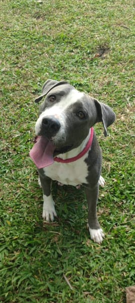 Xéna, Femelle X Braque de Weimar, née le 25/04/2024 🐶