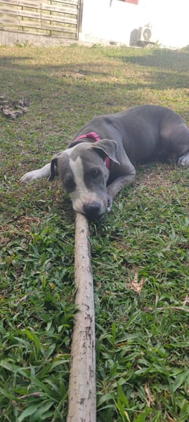 Xéna, Femelle X Braque de Weimar, née le 25/04/2024 🐶