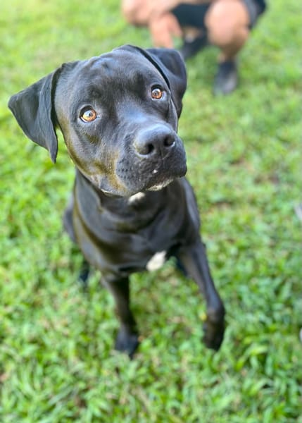 Tito, mâle croisé berger, né le 10/02/2022 🐶