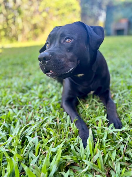 Tito, mâle croisé berger, né le 10/02/2022 🐶