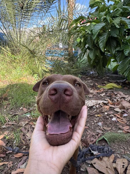 Pollux, mâle croisé Shar Pei, né le 03/06/2024 🐶