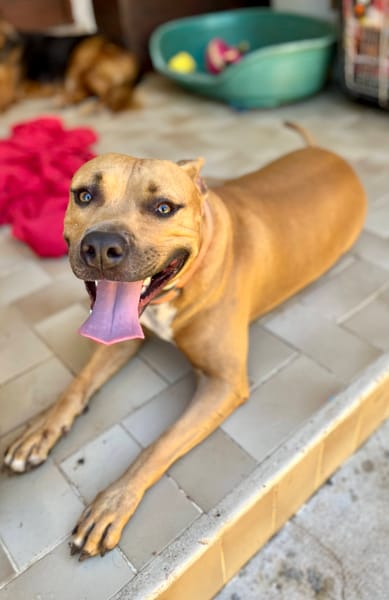 Omy, mâle croisé berger, né le 31/01/2024🐶