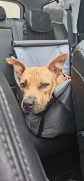 Omy, mâle croisé berger, né le 31/01/2024🐶