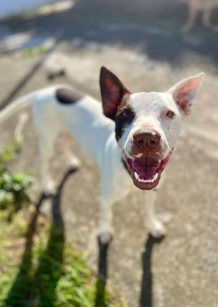 Neo, mâle croisé berger, né le 01/01/2025 🐶