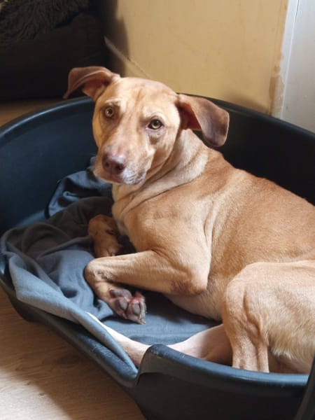 Fifi, mâle croisé berger, né le 15/06/2022 🐶