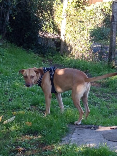 Fifi, mâle croisé berger, né le 15/06/2022 🐶