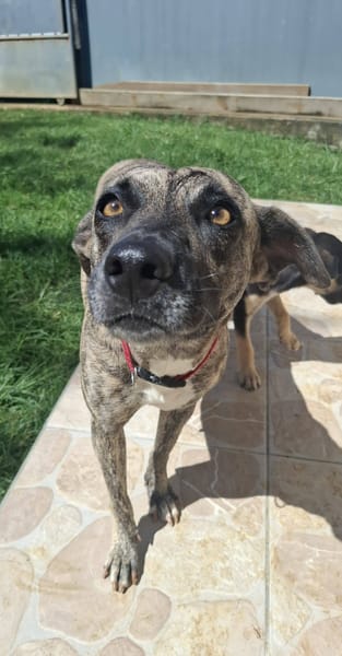 Donna, femelle, croisée berger, née le 10/09/2023