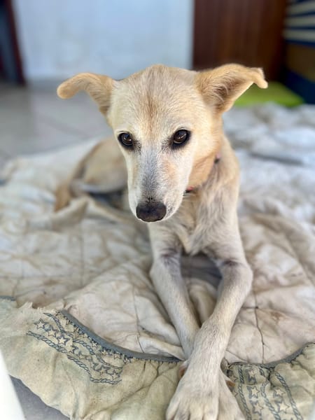 Belcha, femelle X créole née le 01/03/2013