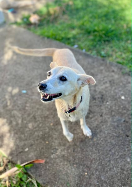 Belcha, femelle X créole née le 01/03/2013