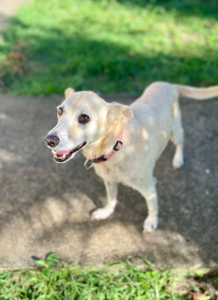 Belcha, femelle X créole née le 01/03/2013