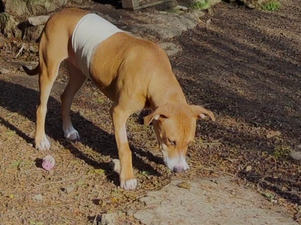Aéla, femelle croisée berger, née le 15/06/2025 🐶