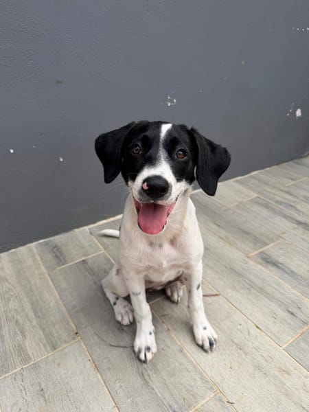 Omaïa, femelle, x border collie, née le 20/10/2025