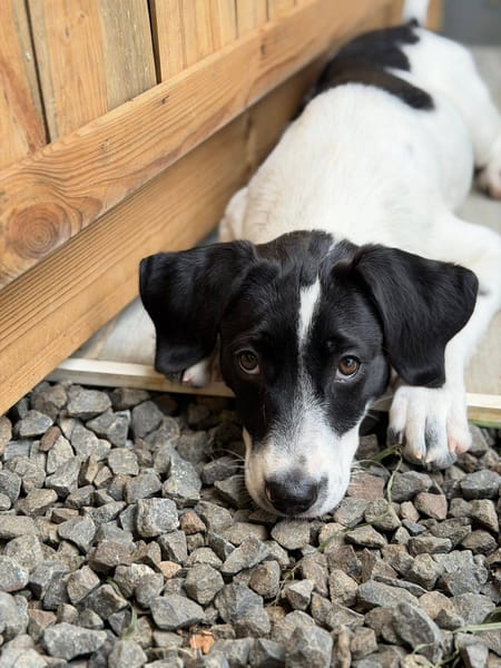 Omaïa, femelle, x border collie, née le 20/10/2025
