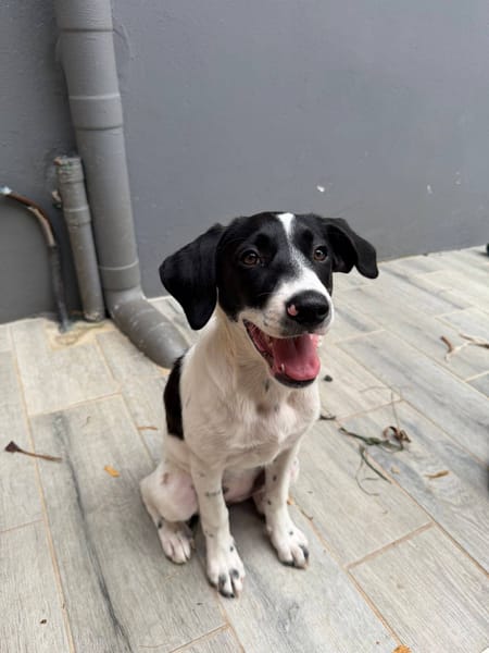 Omaïa, femelle, x border collie, née le 20/10/2025