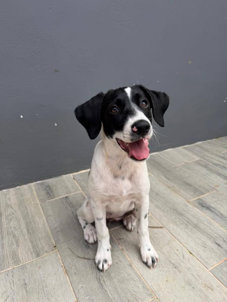 Omaïa, femelle, x border collie, née le 20/10/2025