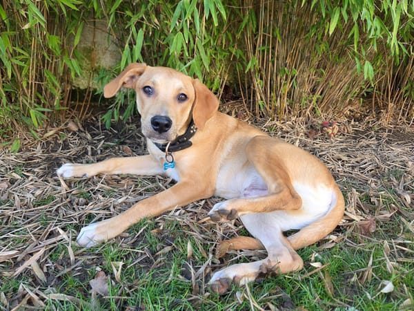 Carignan, mâle X berger né le 14/07/2025