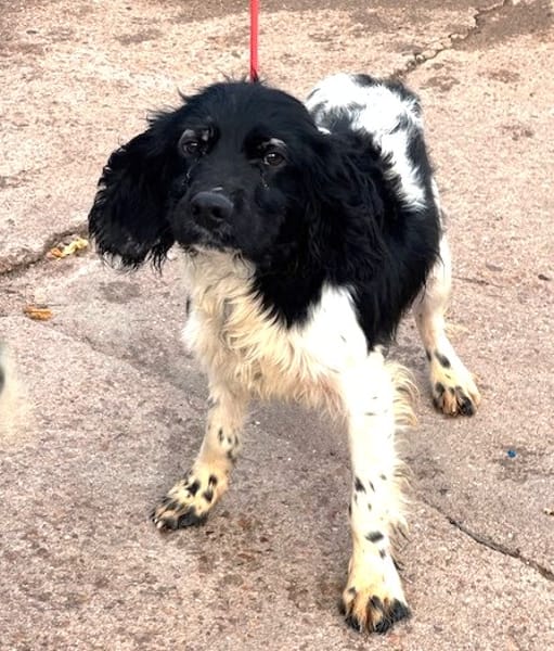 GACHAS (Puertollano)