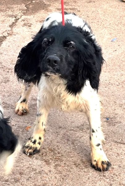 GACHAS (Puertollano)