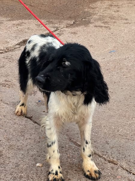 GACHAS (Puertollano)