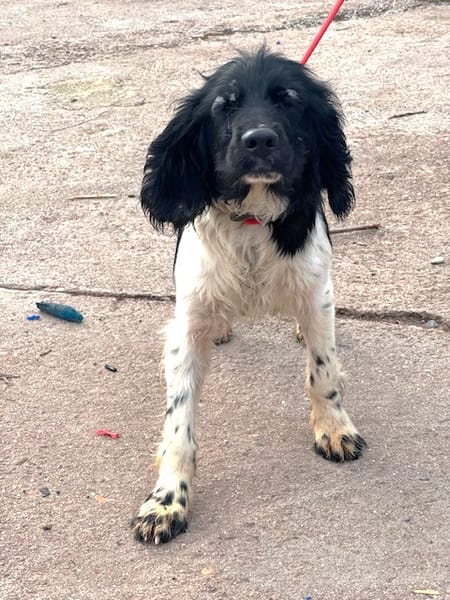 GACHAS (Puertollano)