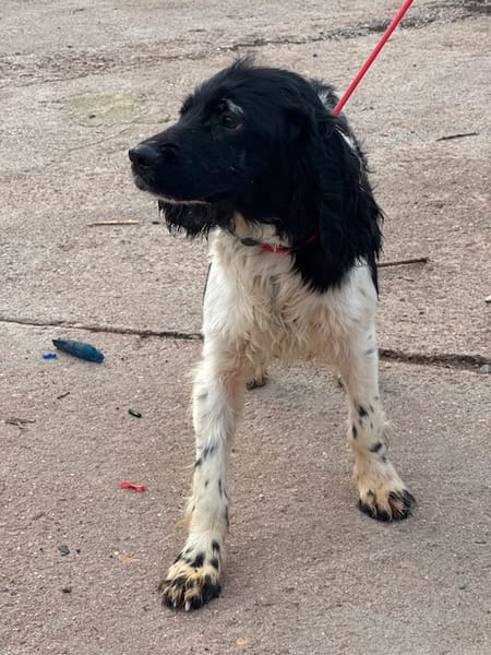 GACHAS (Puertollano)