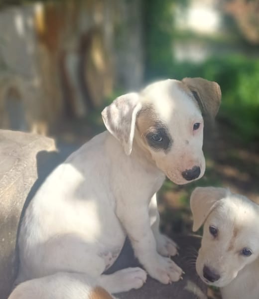 HUXLEY, chiot Croisé Labrador mâle