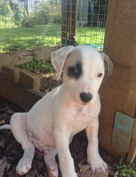 HUXLEY, chiot Croisé Labrador mâle