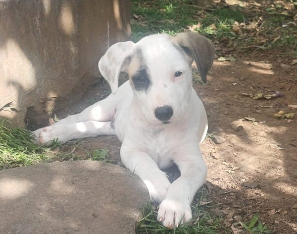 HUXLEY, chiot Croisé Labrador mâle