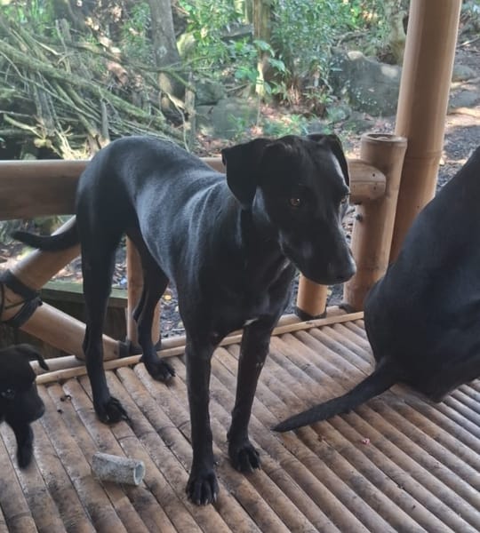 USLA, Femelle junior Berger Créole